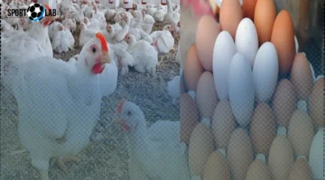 انخفاض أسعار الدواجن والبيض اليوم السبت 8 نوفمبر 2025 في الأسواق والمحلات